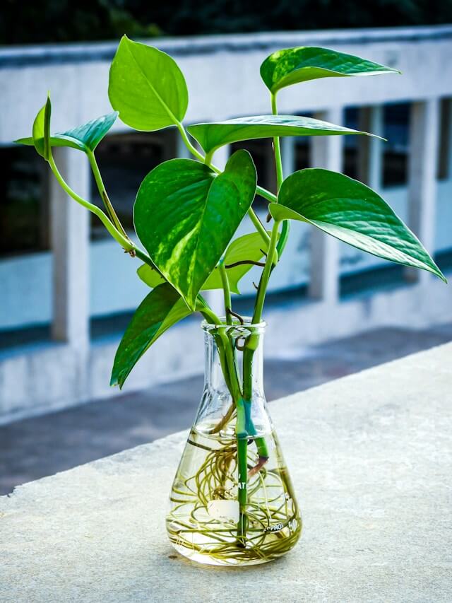 Entretien Du Pothos Epipremnum Aureum Conseils Pour Une Plante En