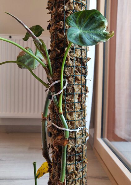 Fabrication d'un tuteur humide pour plante grimpante exotique 