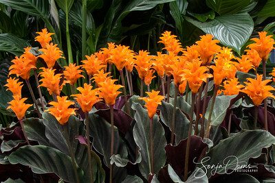 Entretien du Calathea : arrosage, exposition, conseils 16 calathea crocata 1