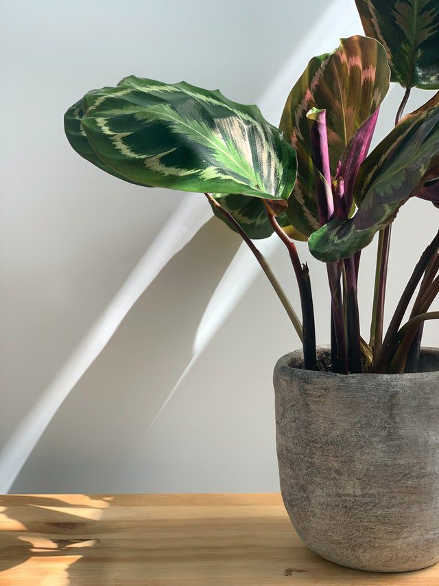 Entretien du Calathea arrosage, exposition, conseils