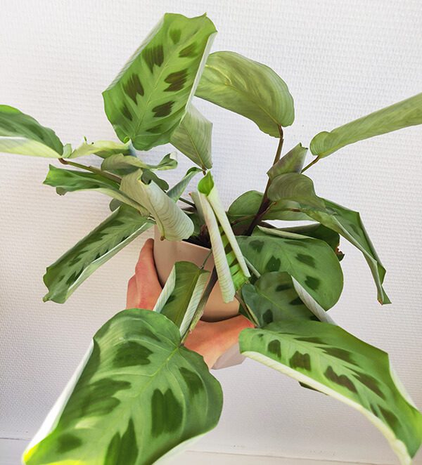 Entretien du Calathea arrosage, exposition, conseils