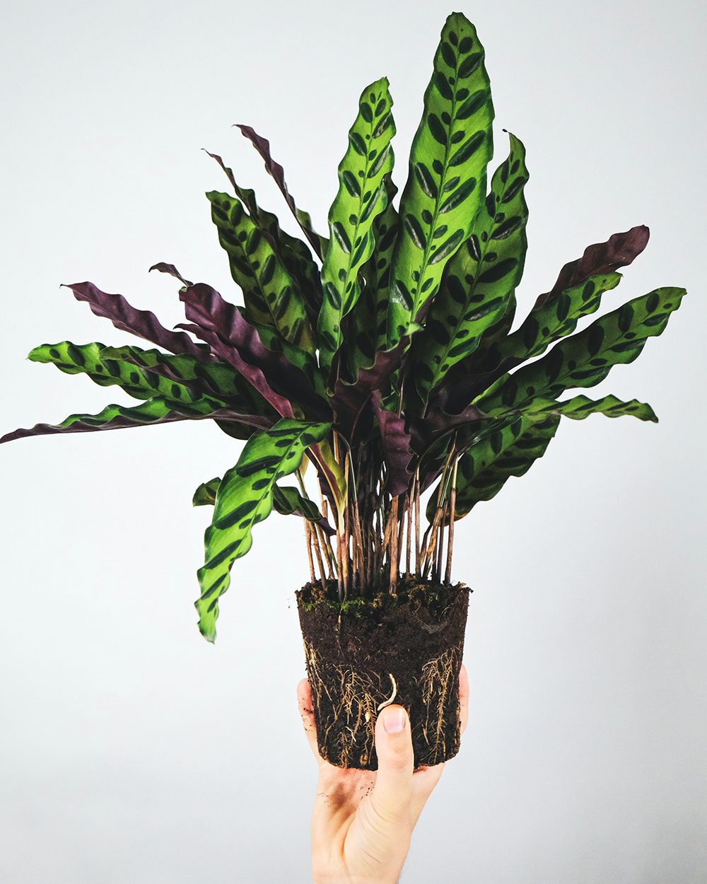 Entretien du Calathea : arrosage, exposition, conseils