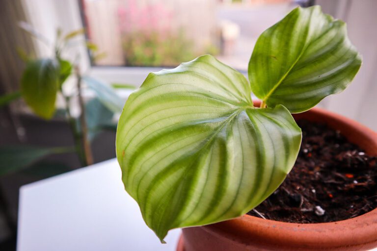 Entretien du Calathea : arrosage, exposition, conseils