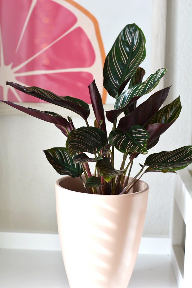 Entretien du Calathea : arrosage, exposition, conseils