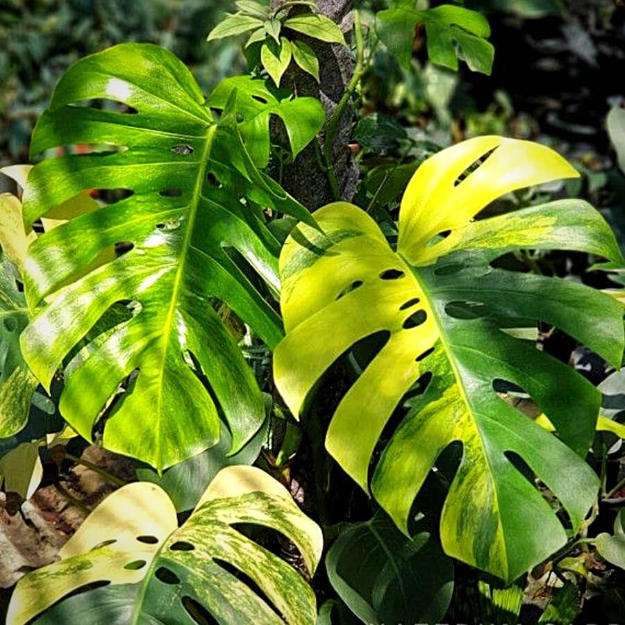 Entretien du Monstera Variegata Guide de culture
