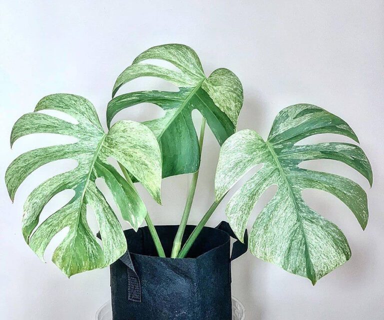 Entretien du Monstera Variegata Guide de culture Entretien des plantes d'intérieur