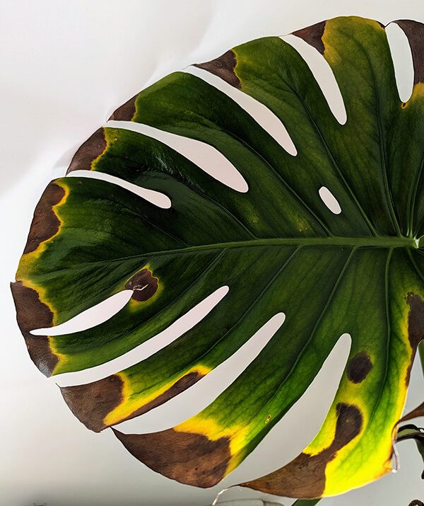 Monstera deliciosa Guide d