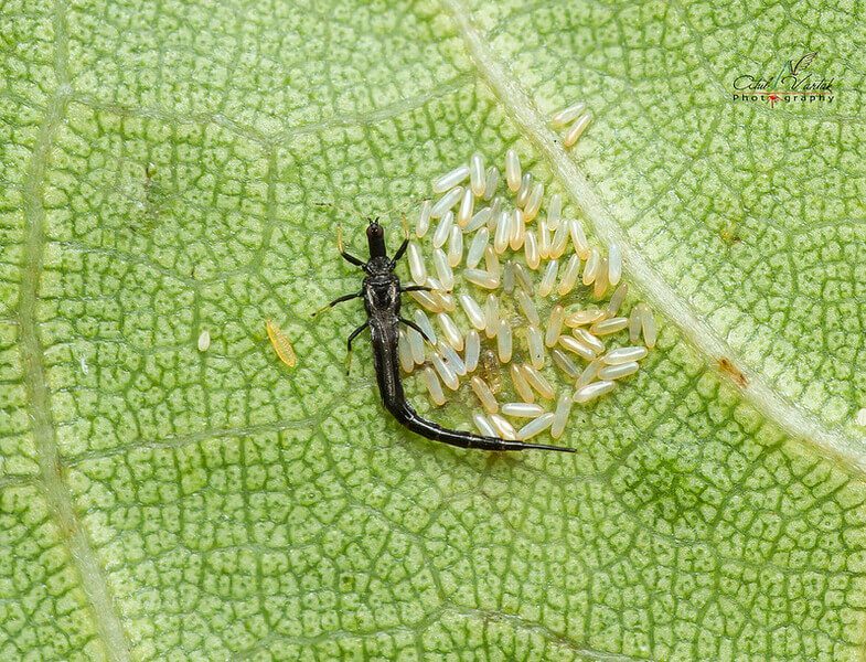 thrips adulte larves oeufs