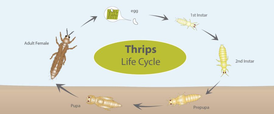 thrips life cycle 1 1
