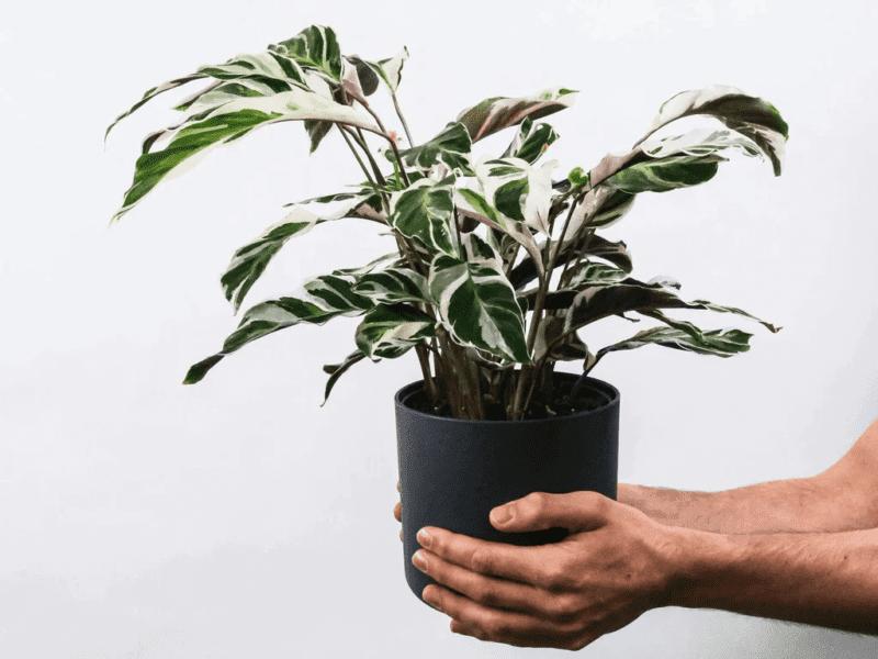 Entretien du Calathea White Fusion pour une plante saine et belle