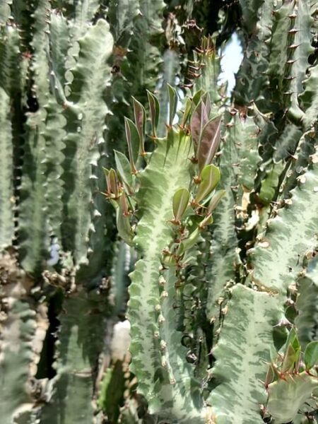 Euphorbe cactus