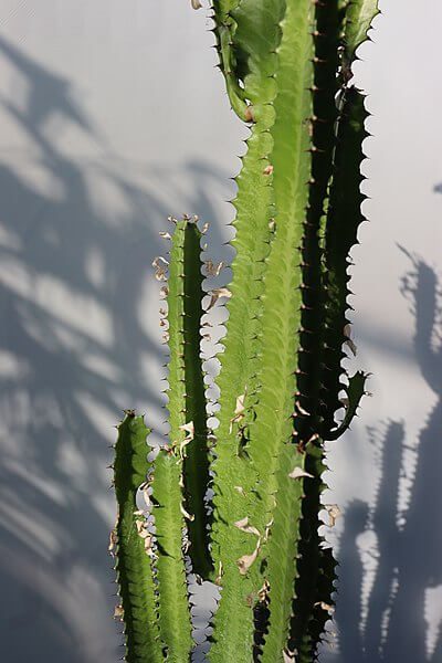 Euphorbia trigona 5