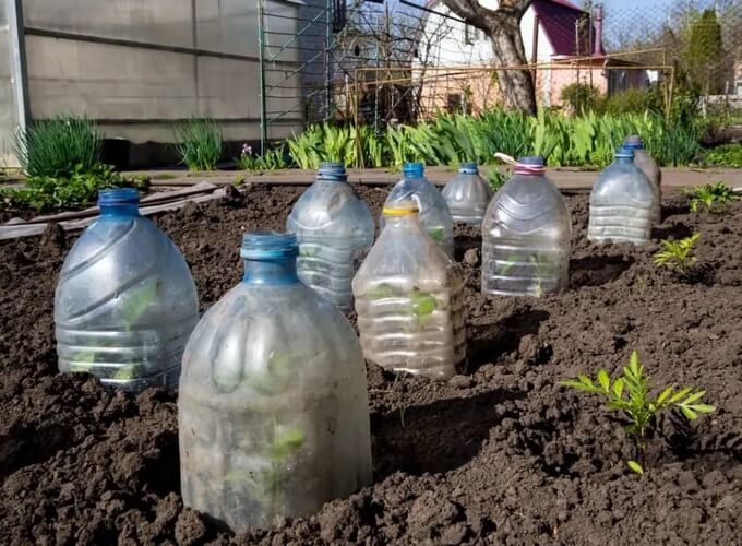 bouteille plastique protection plantes