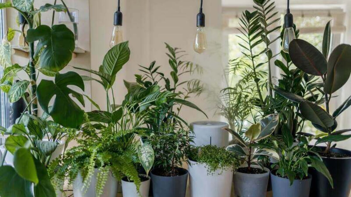 10 plantes d'intérieur à choisir quand on n'a pas la main verte 