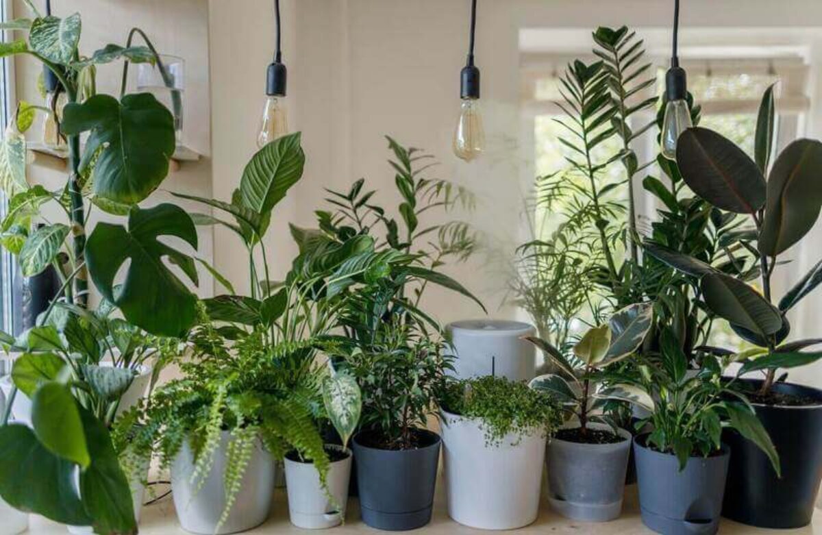 DIY : Un joli tuteur pour vos plantes  Plante, Plante grimpante interieur,  Tuteur plante