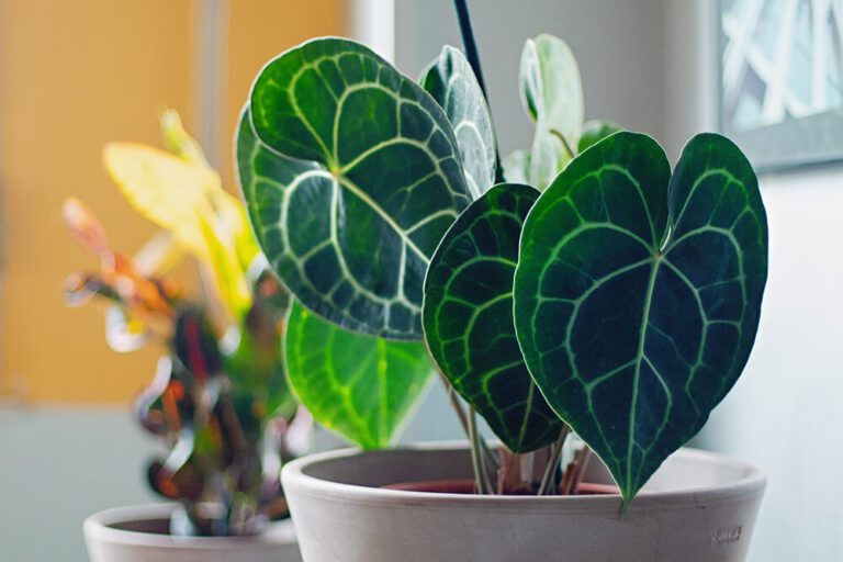 Guide complet d’entretien de l’Anthurium Clarinervium : mes conseils et astuces