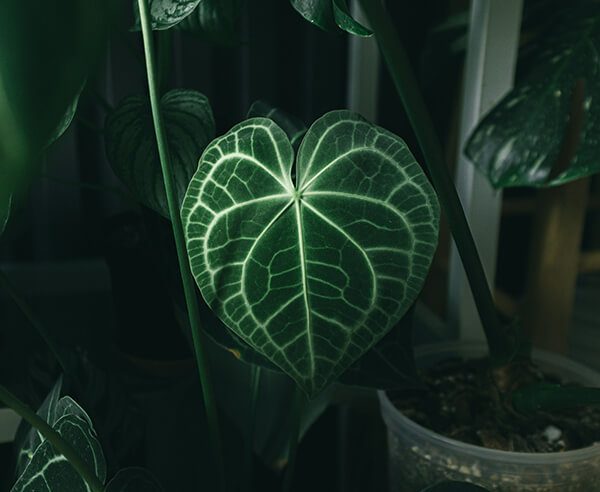 anthurium clarinervium2