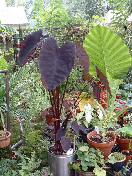 colocasia Black Magic