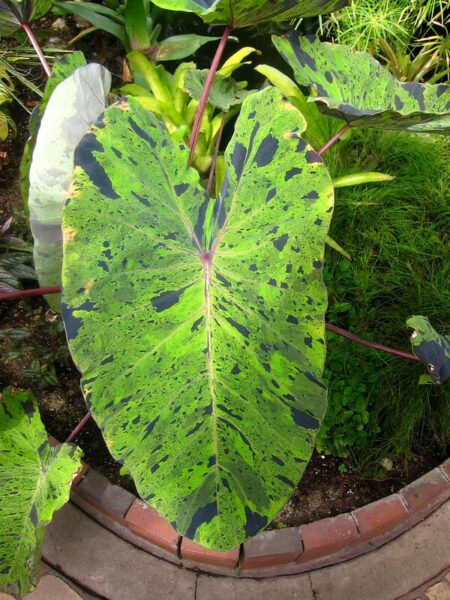 colocasia Mojito