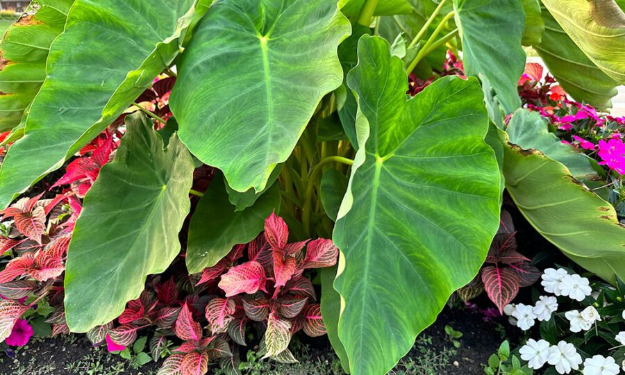 colocasia entretien