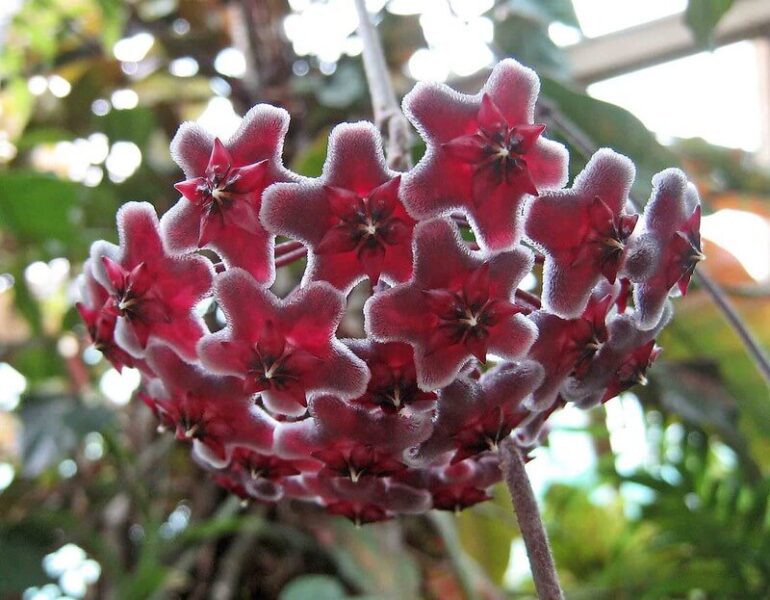 hoya carnosa red