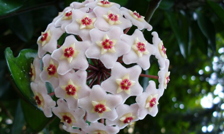 Guide complet d’entretien du Hoya, la fleur de porcelaine