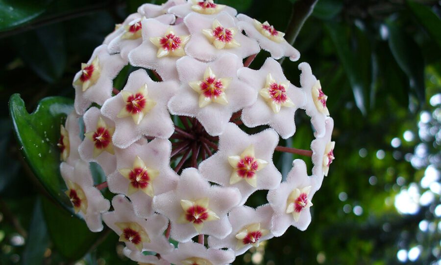 hoya entretien