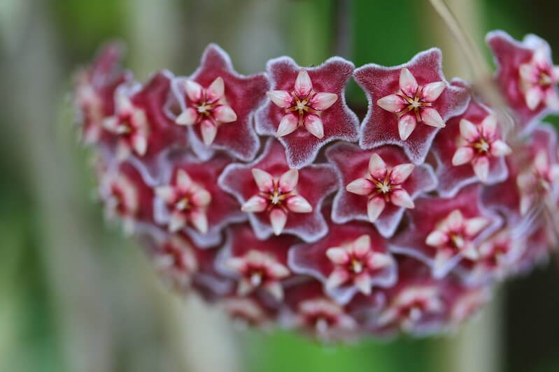 hoya pubicalyx red