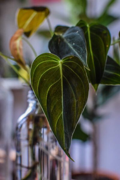 philodendron melanochrysum