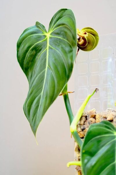 philodendron melanochrysum1