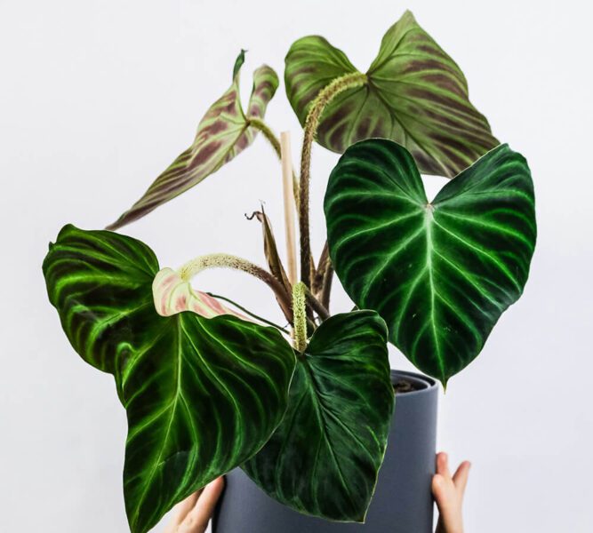 philodendron verrucosum entretien