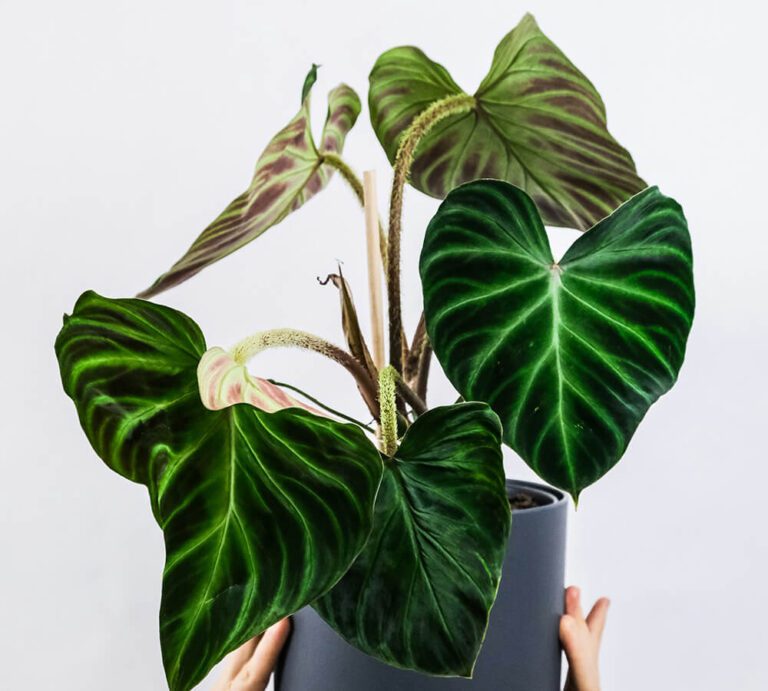 Philodendron verrucosum : guide complet d’entretien pour une plante luxuriante