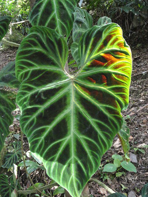 philodendron verrucosum grand