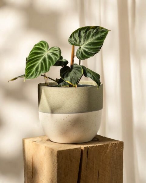 philodendron verrucosum pot