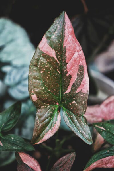 syngonium pink splash