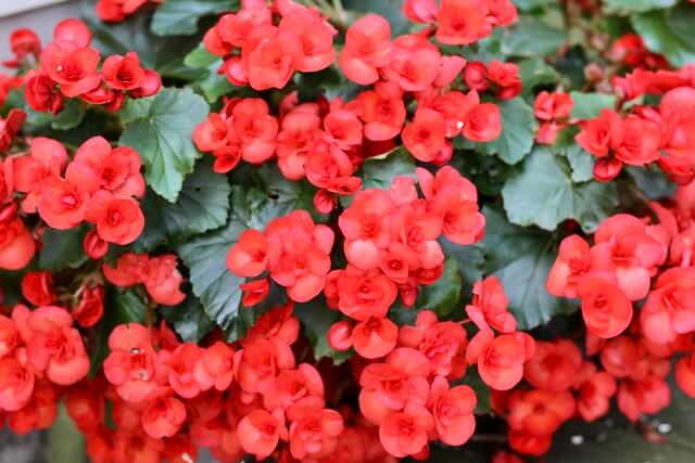 begonia floraison2