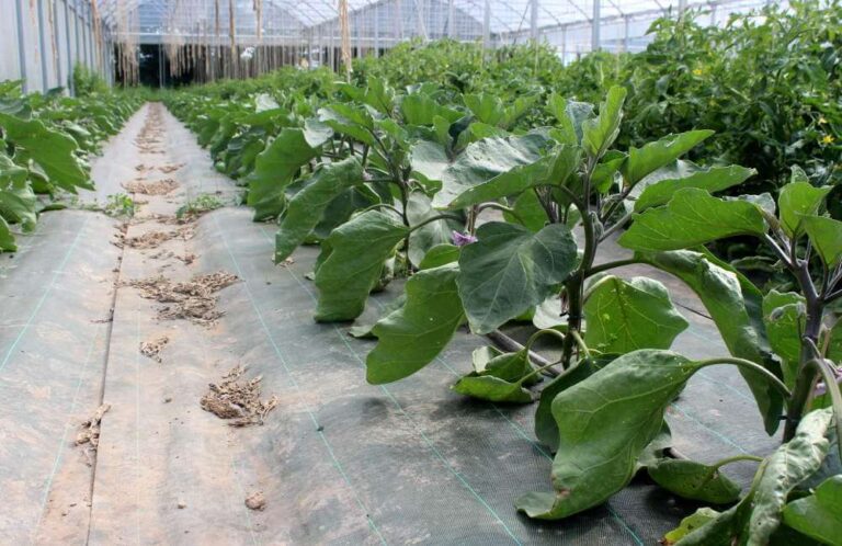 Toile de paillage : pourquoi et comment bien désherber avant la pose ? 9 Toile de paillage : pourquoi et comment bien désherber avant la pose ?