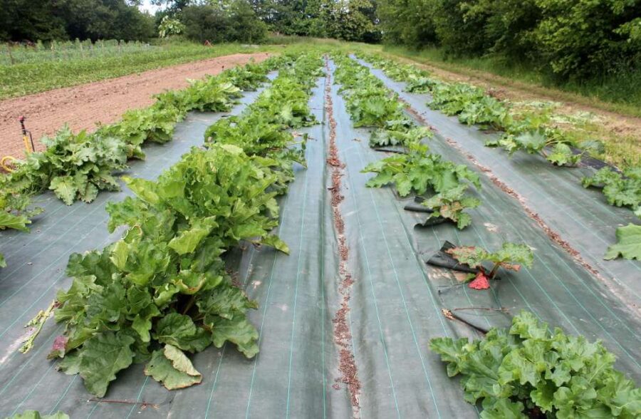 Toile de paillage : pourquoi et comment bien désherber avant la pose ? 3 salade toile paillage 1 1