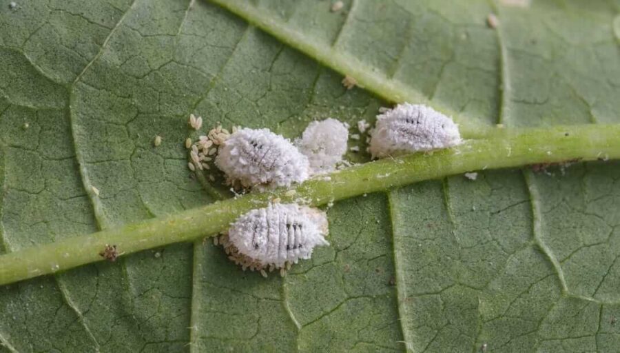 Cochenilles : solutions et traitements naturels pour sauver vos plantes 8 cochenilles4