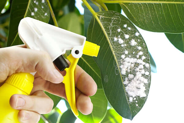 Cochenilles : solutions et traitements naturels pour sauver vos plantes 6 cochenilles5