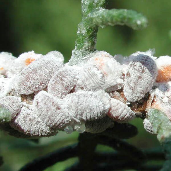Cochenilles : solutions et traitements naturels pour sauver vos plantes 5 cochenilles6 1