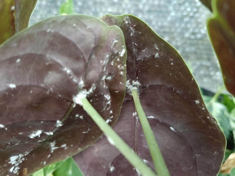 Cochenilles : solutions et traitements naturels pour sauver vos plantes 7 cochenilles7