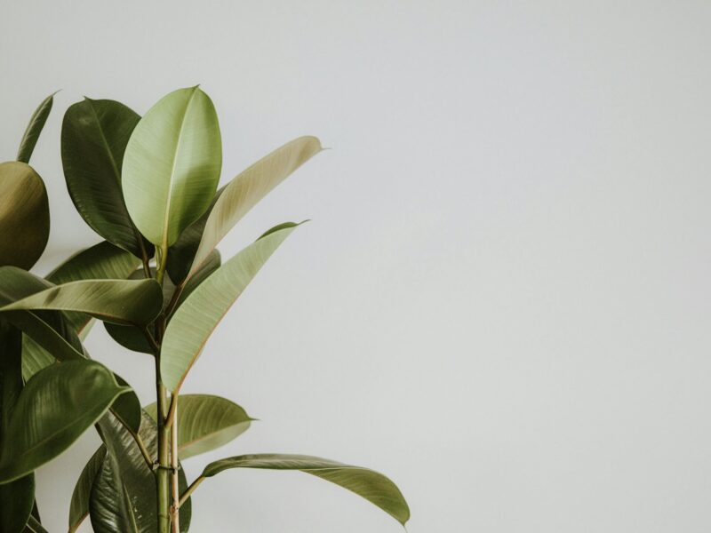 ficus elastica