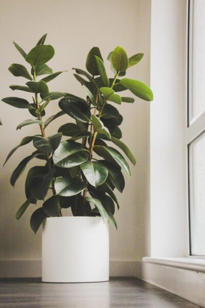 Entretien du Ficus Elastica : le guide complet pour un ficus en pleine forme 3 ficus elastica2