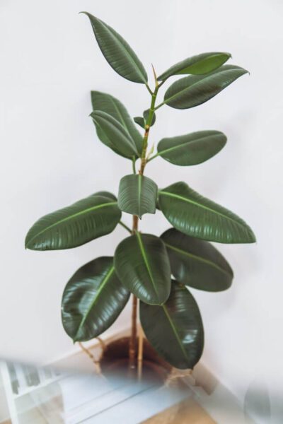 Entretien du Ficus Elastica : le guide complet pour un ficus en pleine forme 6 ficus elastica3