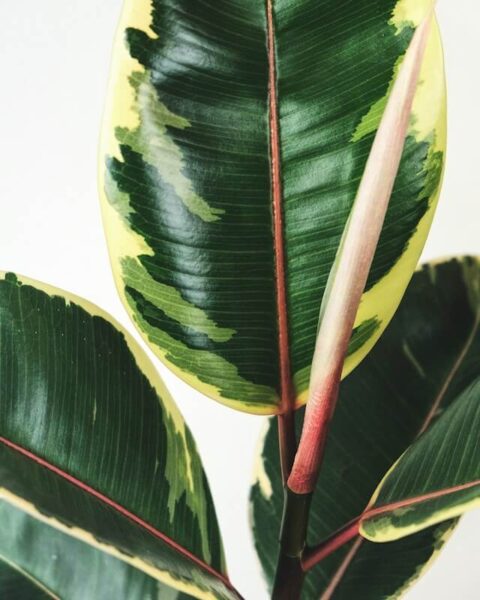 Entretien du Ficus Elastica : le guide complet pour un ficus en pleine forme 4 ficus elastica4