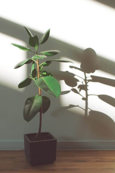 Entretien du Ficus Elastica : le guide complet pour un ficus en pleine forme 5 ficus elastica6