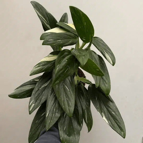 Monstera Standleyana : Guide d'entretien complet pour débutants 3 monstera standleyana