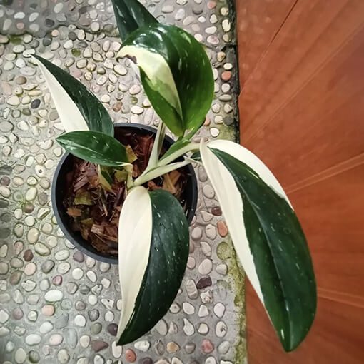 Monstera Standleyana : Guide d'entretien complet pour débutants 5 monstera standleyana3