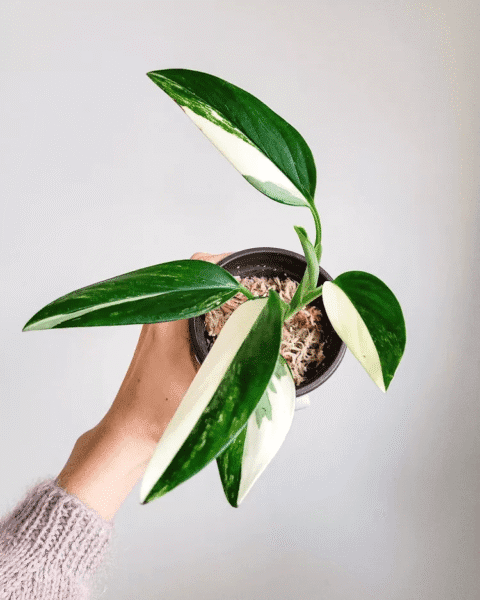 Monstera Standleyana : Guide d'entretien complet pour débutants 6 monstera standleyana4